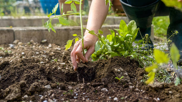 istock Female hands transplanting out tomato seedling 1390660698
