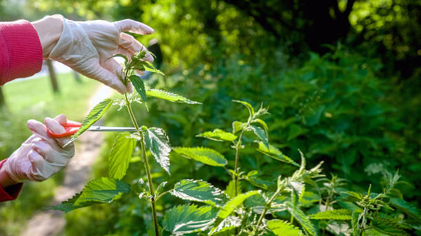 istock Female hands in gloves trimming stinging nettle plants 1390660726