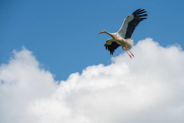 istock White stork in flight against a blue sky. 1390660743