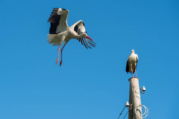 istock White stork in flight against a blue sky. 1390660928