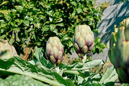 Artichoke plants in spring garden. Seasonal healthy eating. Organic gardening.