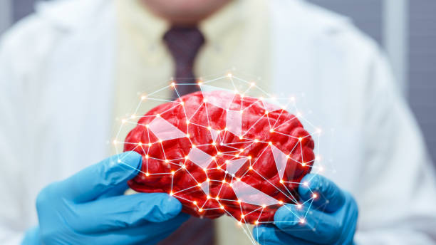 医療脳モデルケースを保持している男性医師は、抽象的な多角形の周りに接続します。人間の脳関連の研究。 - brain case ストックフォトと画像