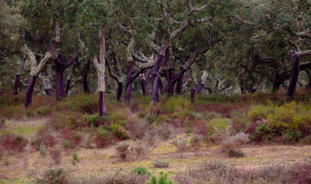 istock Southern Europe cork oak grove 1390662463