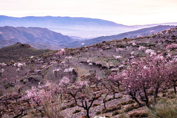 Nature southern Spain blooming spring in January