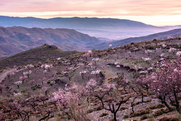 istock Nature southern Spain blooming spring in January 1390662733