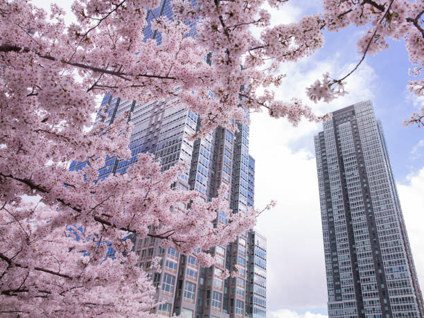 istock Cherry blossom with modern building at New York city 1390663633