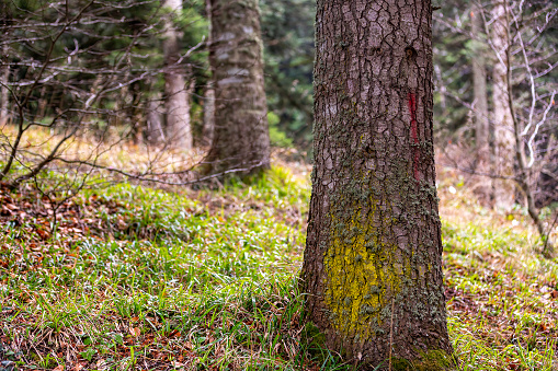 Forest in Spring at Turkey