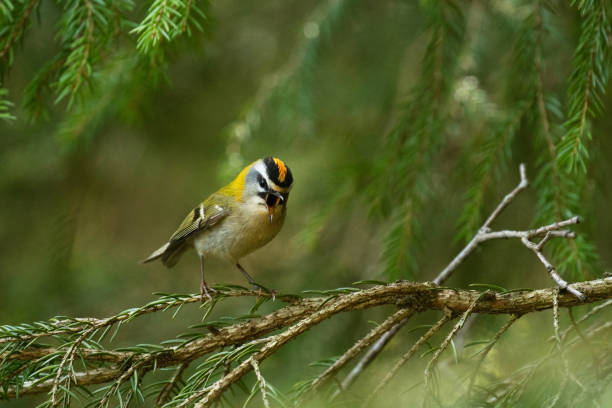 istock A small and colorful Common firecrest singing on a Spruce branch in a boreal forest 1390664672