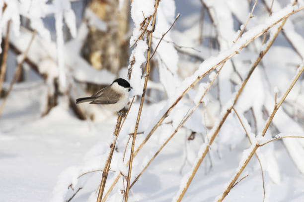 Coal Tit (Periparus ater) near a bird feeder in Winter woods.