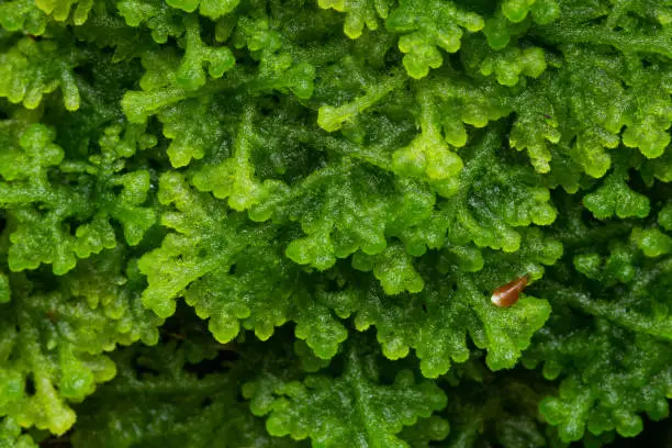Close-up of a greenish Trichocolea tomentella growing in an old-growth boreal forest in Estonia, Northern Europe