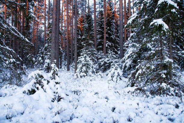 Winter pine forest