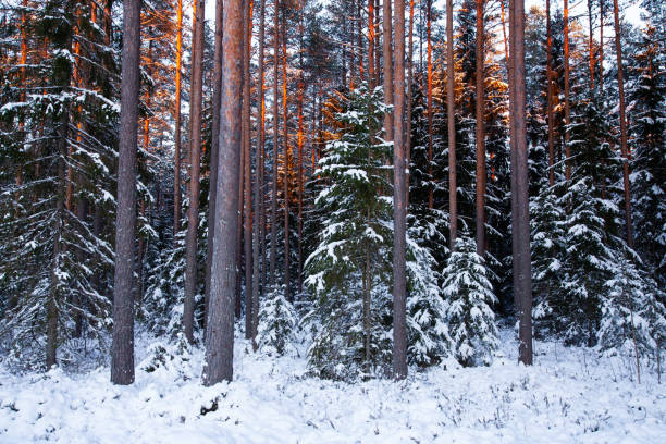 istock Snowy and darkening coniferous boreal forest during a cold winter day 1390667058
