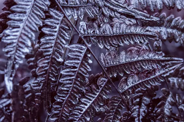 Fern grass stained in fuel oil. Nature pollution with oil products. Selective focus. Dark-purple plant background