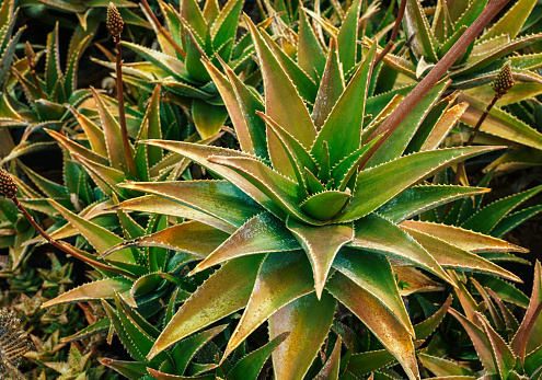 Agave attenuata is a species of flowering plant in the family Asparagaceae, commonly known as the foxtail or lion's tail.