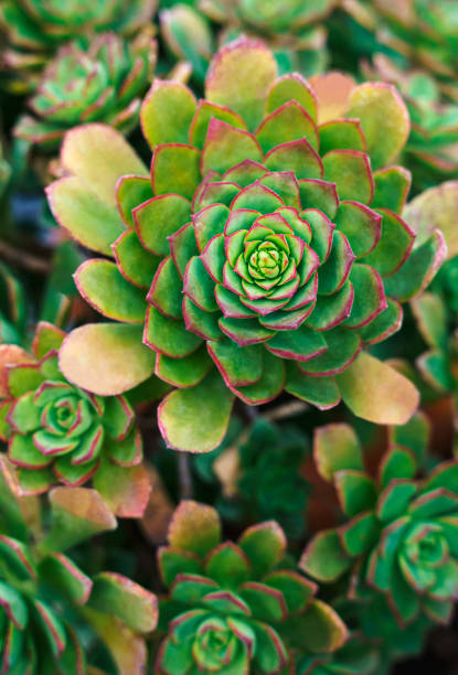 istock Large group of Succulent plants, Close up 1390667226