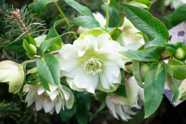 istock White spring flowers in the garden 1390667268