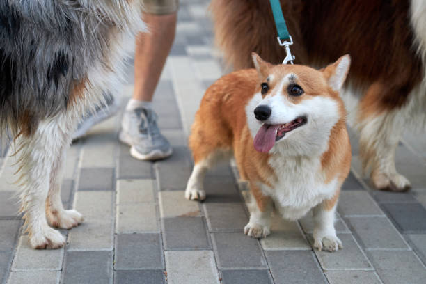istock Corgi dog on a walk on a leash 1390667480