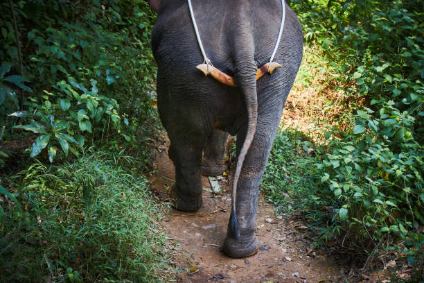 um grande elefante andando pela trilha na selva. visão traseira - safari animals elephant rear end animal nose - fotografias e filmes do acervo
