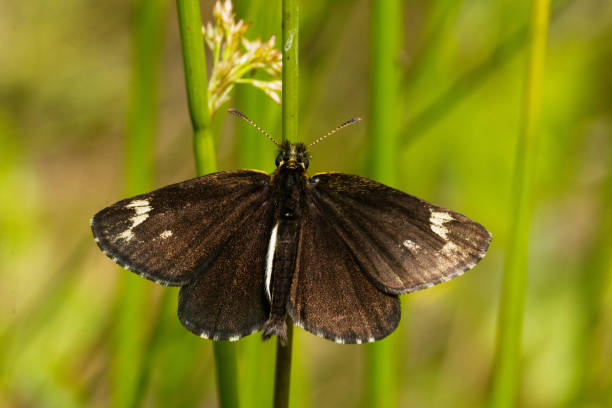 grand hespérie à carreaux, heteropterus morpheus reposant sur une paille avec ses ailes ouvertes sur une prairie estivale en estonie - morpheus photos et images de collection