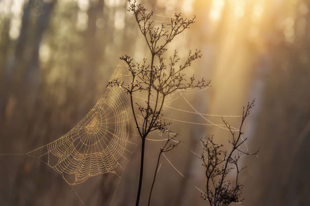 istock Cobweb on tall grass in the early morning in a birch grove in spring 1390668756