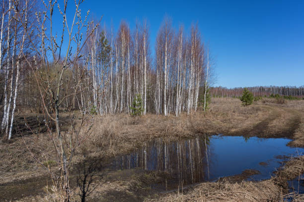 Diepholzer Moor nature reserve near Diepholz. Landscape in a raised bog.