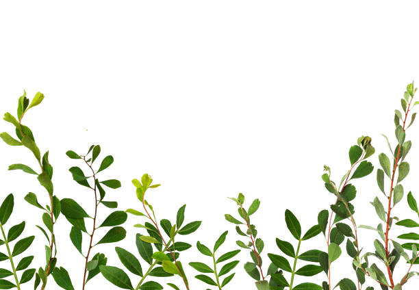 istock Twigs with green leaves in a bottom border isolated on white 1390669642