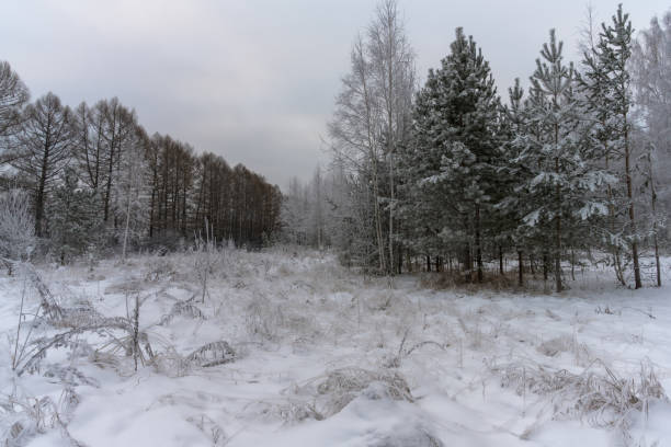 istock Dim forest landscape on a cloudy winter day with a blanket of snow on the ground. 1390669727