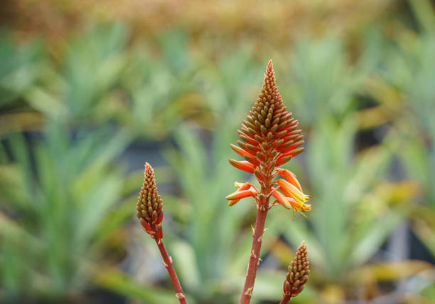 Aloe vera plant close-up