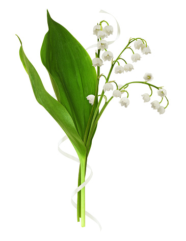 Bouquet of lily of the valley flowers with satin waved ribbon isolated on white