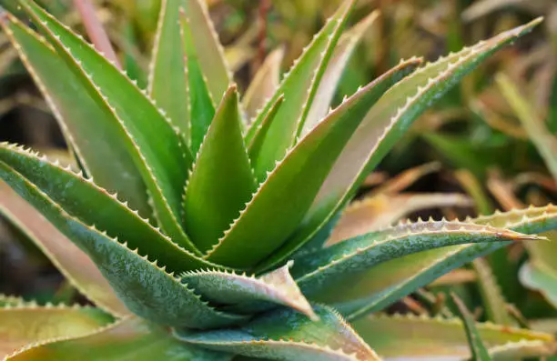 Photo of Aloe vera plant close-up