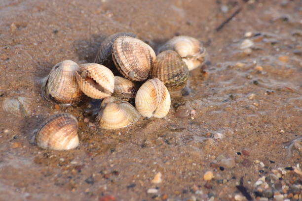 istock Cockles to your heart 1390671174