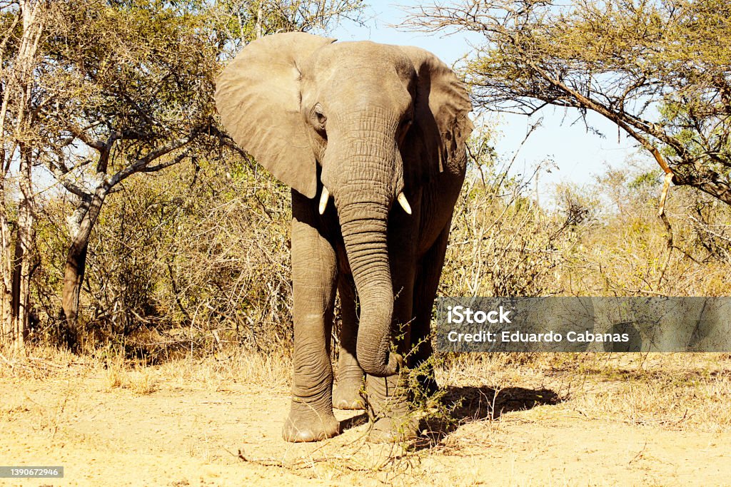 Elephant, Nac Park. Kruger, South Africa El elefante africano de sabana es un mamífero proboscideo de la familia de los elefántidos.​ Es el mayor mamífero terrestre que existe en la actualidad. Se trata de una de las tres últimas especies de proboscídeos que sobreviven hoy en día African Elephant Stock Photo