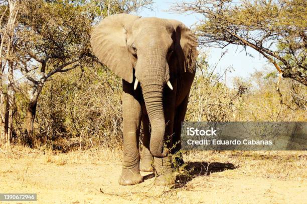 Elephant Nac Park Kruger South Africa Stock Photo - Download Image Now - African Elephant, Animal, Color Image