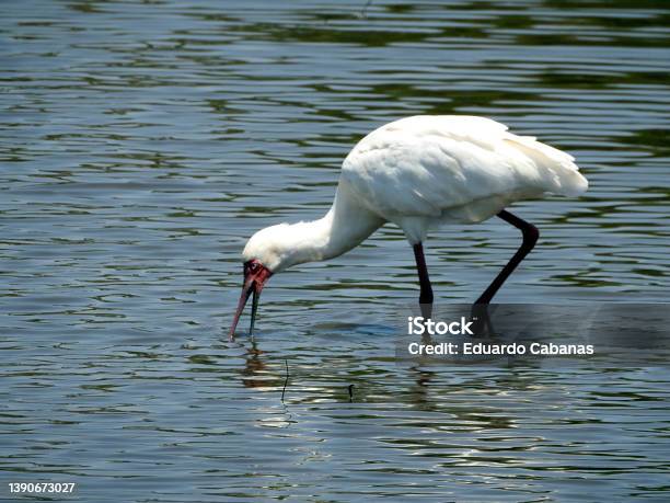 African Spatula Parque Nac Kruger South Africa Stock Photo - Download Image Now - Beak, Bird, Color Image