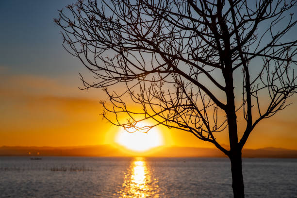 istock Silhouette of a tree with a sunset in the background over a lake 1390673113