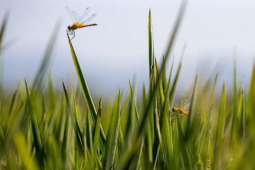 Dragonflies on ears of rice in a paddy field