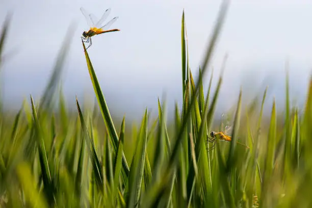 Photo of Dragonflies on ears of rice in a paddy field