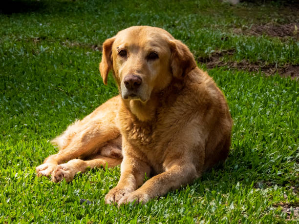 istock Big golden dog l 1390673491