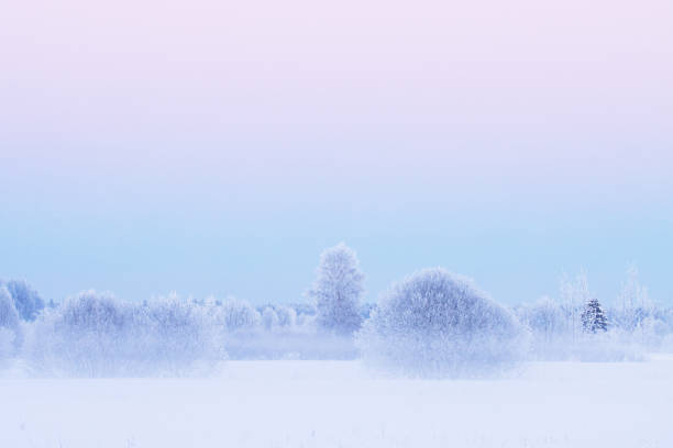 istock Willows and Birch trees on a really cold winter evening with mist and frost 1390673511
