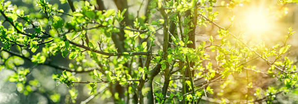 istock Selective and soft focus on spring leaves, young spring leaves lit by sun rays. nature wakes up, beautiful nature in springtime 1390674250