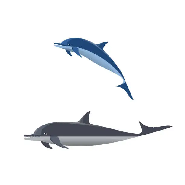 Vector illustration of Vector illustration of dolphin.