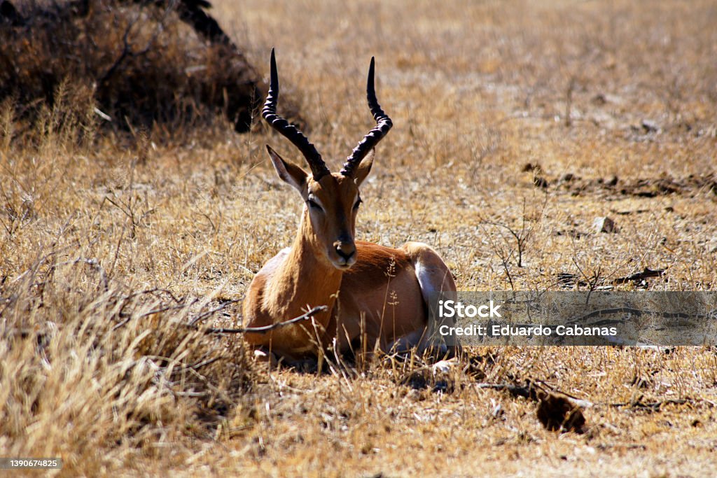 Thomson's gazelle accompanied by birds, Parque Nac. Kruger, South Africa Thomson's gazelle is a species of catfish in the genus Eudorcas. It is one of the most agile and elegant antelopes and forms large herds that live near some source of water in meadows of North Africa. Animal Stock Photo