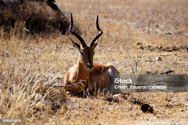 Thomsons Gazelle Accompanied By Birds Parque Nac Kruger South Africa Stock Photo - Download Image Now