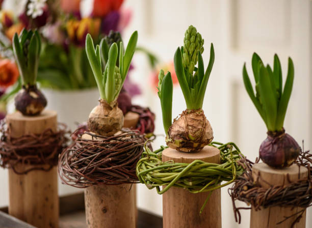 istock Tulip bulbs with young flower sprouts. 1390676397