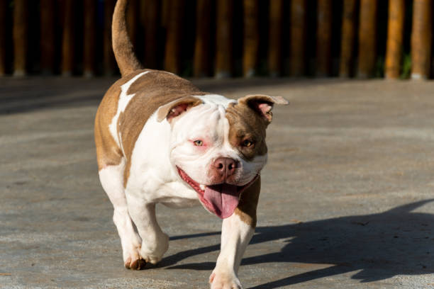 istock American Bully dog playing in the park. White and brown color. Sunset.Selective focus 1390678049