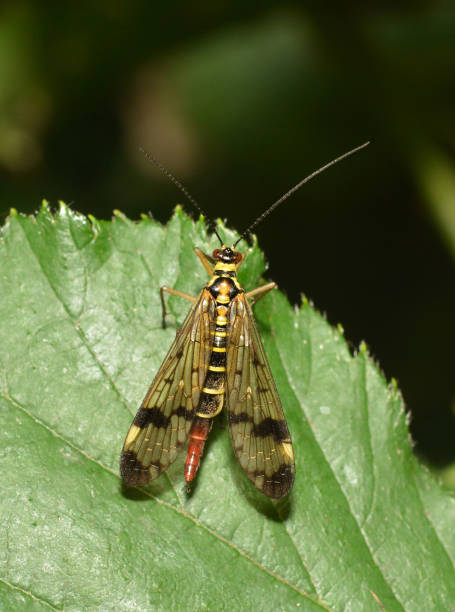 istock Scorpion Fly, Panorpa Germanica. 1390679091