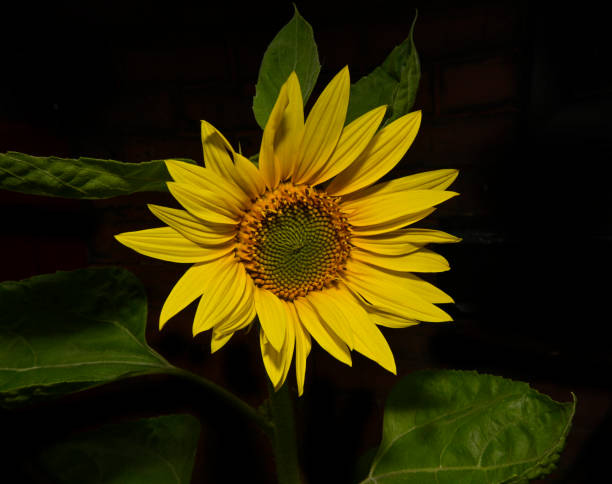istock Common Sunflower, Helianthus annuus. 1390679585