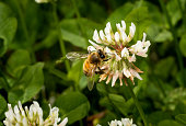 Macro of a bee on a white clover blossom