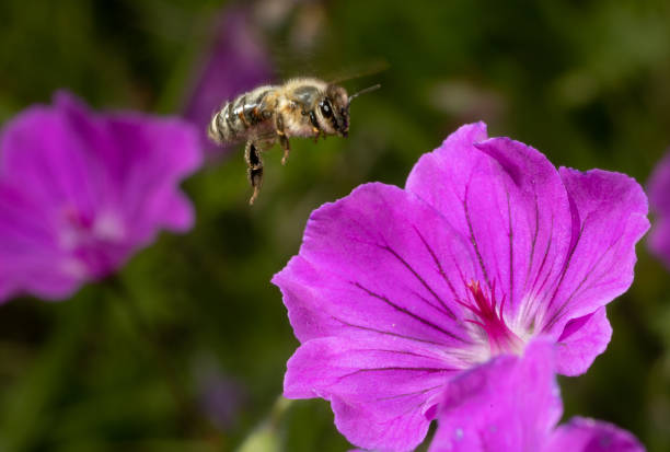istock Macro of a bee on a purple flower 1390680817