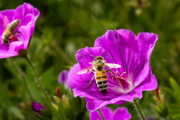 istock Macro of a bee on a purple flower 1390680870